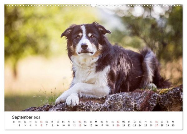 Produktbild: Border Collies 2026 (hochwertiger Premium Wandkalender 2026 DIN A2 quer), Kunstdruck in Hochglanz