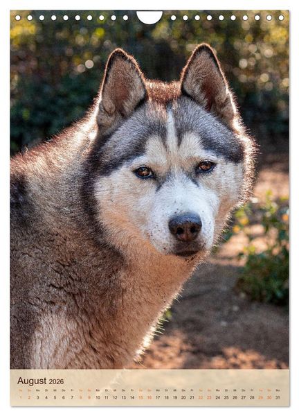 Produktbild: Im Husky-Rudel (Wandkalender 2026 DIN A4 hoch), CALVENDO Monatskalender