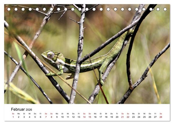 Produktbild: Tiere Madagaskars (Tischkalender 2026 DIN A5 quer), CALVENDO Monatskalender