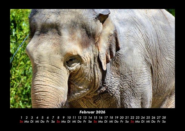 Produktbild: Der Elefantenkalender 2026 Fotokalender DIN A3