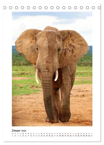 Produktbild: S&Uuml;DAFRIKA - WILDTIERE IM PORTRAIT (Tischkalender 2026 DIN A5 hoch), CALVENDO Monatskalender