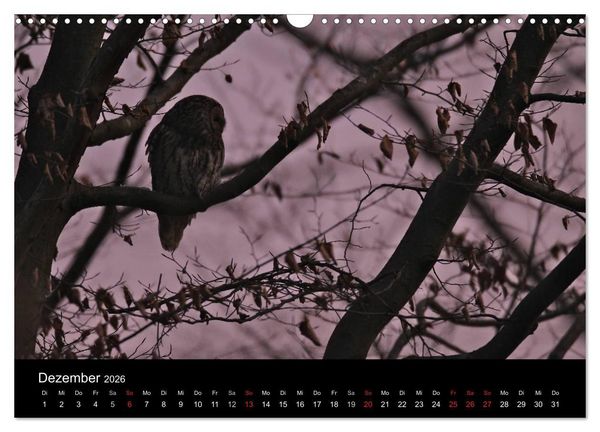 Produktbild: Waldk&auml;uze, fotografiert in M&uuml;nchen (Wandkalender 2026 DIN A3 quer), CALVENDO Monatskalender