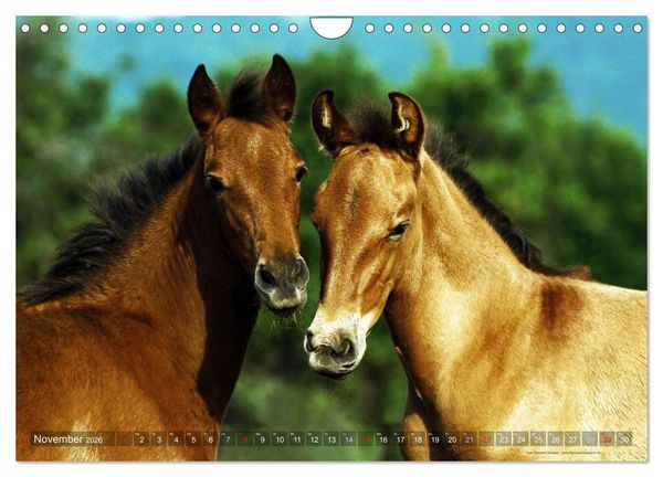 Produktbild: Edle spanische Pferde - Pura Raza Espanola (Wandkalender 2026 DIN A4 quer), CALVENDO Monatskalender