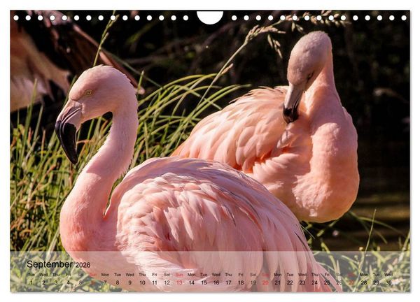 Produktbild: Flamingos Think pink (Wall Calendar 2026 DIN A4 landscape), CALVENDO 12 Month Wall Calendar