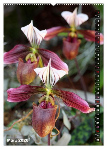 Produktbild: Freude an Orchideen (hochwertiger Premium Wandkalender 2026 DIN A2 hoch), Kunstdruck in Hochglanz