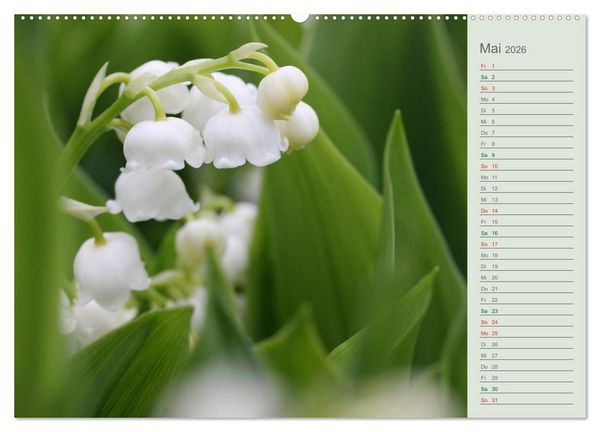 Produktbild: Liebenswerte Gl&ouml;ckchen (Wandkalender 2026 DIN A2 quer), CALVENDO Monatskalender