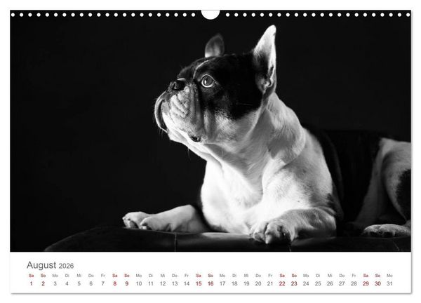 Produktbild: Hundeportraits Fine Art (Wandkalender 2026 DIN A3 quer), CALVENDO Monatskalender