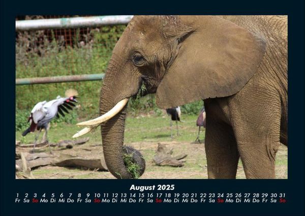Produktbild: Der Elefantenkalender 2025 Fotokalender DIN A4