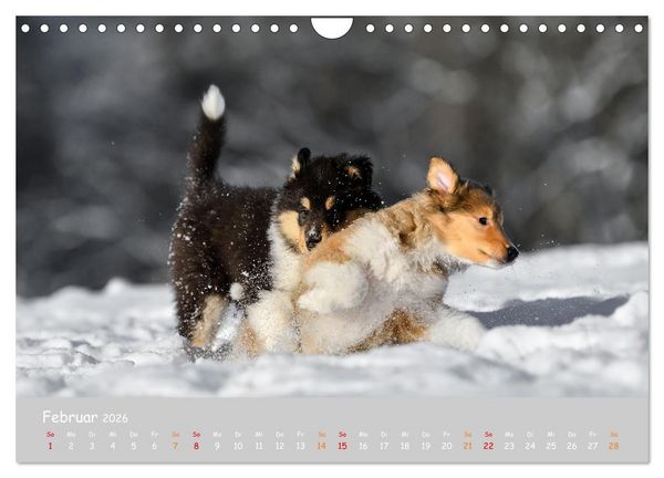 Produktbild: Collie Welpen im Schnee (Wandkalender 2026 DIN A4 quer), CALVENDO Monatskalender