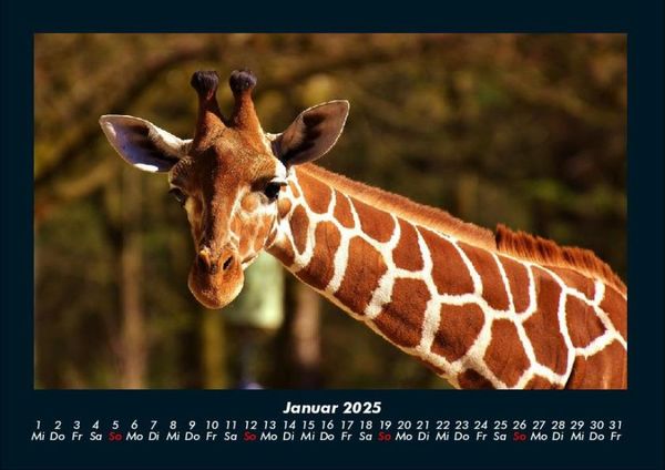 Produktbild: Giraffen 2025 Fotokalender DIN A4