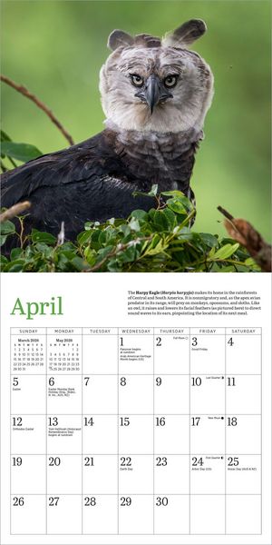 Produktbild: Audubon Eagles Mini Wall Calendar 2026
