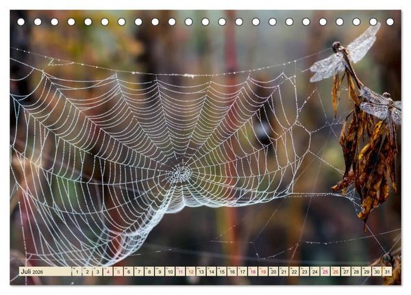 Produktbild: Spinnennetze - Wunder der Natur (Tischkalender 2026 DIN A5 quer), CALVENDO Monatskalender