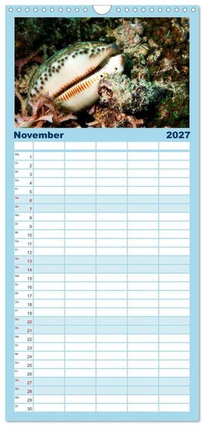 Produktbild: Familienplaner 2027 - Meeres-Schnecken mit 5 Spalten (Wandkalender, 21 x 45 cm) CALVENDO