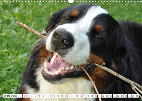 Produktbild: Tierisch nahe Berner-Portr&auml;ts (Wandkalender 2022 DIN A3 quer)