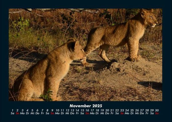 Produktbild: L&ouml;wen in der Wildnis 2025 Fotokalender DIN A4