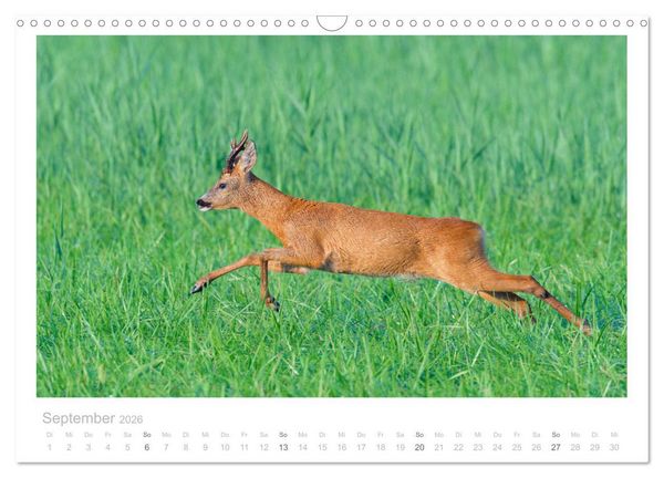 Produktbild: Rehwild 2026 (Wandkalender 2026 DIN A3 quer), CALVENDO Monatskalender
