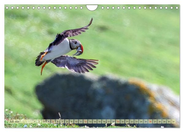 Produktbild: Papageientaucher - Farbenfrohe Flieger der Natur (Wandkalender 2026 DIN A4 quer), CALVENDO Monatskalender