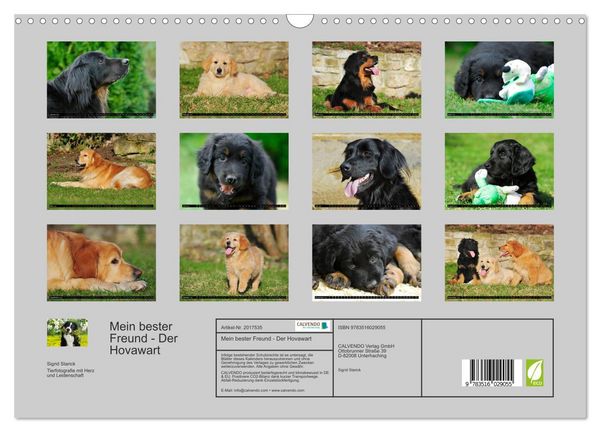 Produktbild: Mein bester Freund - Der Hovawart (Wandkalender 2026 DIN A3 quer), CALVENDO Monatskalender