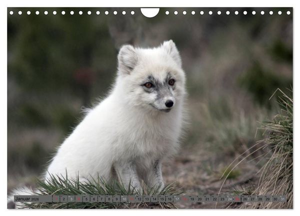 Produktbild: Wildtiere Nordamerikas (Wandkalender 2026 DIN A4 quer), CALVENDO Monatskalender