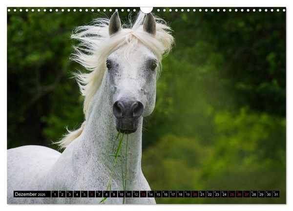 Produktbild: Traumpferd Lipizzaner (Wandkalender 2026 DIN A3 quer), CALVENDO Monatskalender