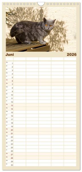 Produktbild: Familienplaner 2026 - B&auml;rige Schmusetiger - Britisch Kurzhaar Katzen mit 5 Spalten (Wandkalender, 21 x 45 cm) CALVENDO