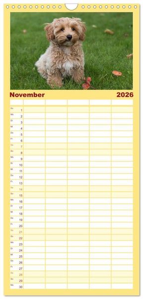 Produktbild: Familienplaner 2026 - Maltipoo - Malteser -Pudel mit 5 Spalten (Wandkalender, 21 x 45 cm) CALVENDO