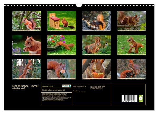 Produktbild: Eichh&ouml;rnchen - immer wieder s&uuml;&szlig; (Wandkalender 2026 DIN A3 quer), CALVENDO Monatskalender