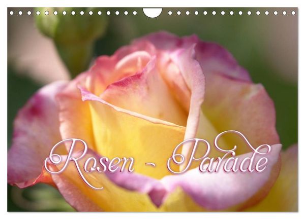 Produktbild: Rosen - Parade (Wandkalender 2026 DIN A4 quer), CALVENDO Monatskalender