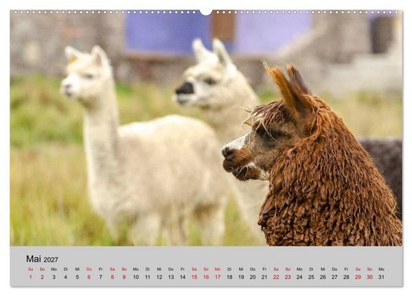 Produktbild: Unter Lamas und Alpakas (hochwertiger Premium Wandkalender 2027 DIN A2 quer), Kunstdruck in Hochglanz