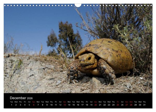 Produktbild: European Tortoises / UK-Version (Wall Calendar 2026 DIN A3 landscape), CALVENDO 12 Month Wall Calendar