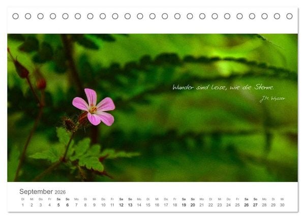 Produktbild: Rendezvous im Park (Tischkalender 2026 DIN A5 quer), CALVENDO Monatskalender