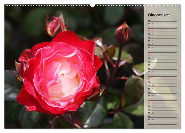 Produktbild: Rosensommer (hochwertiger Premium Wandkalender 2026 DIN A2 quer), Kunstdruck in Hochglanz