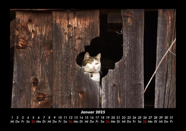 Produktbild: F&uuml;r Katzenfreunde 2025 Fotokalender DIN A3