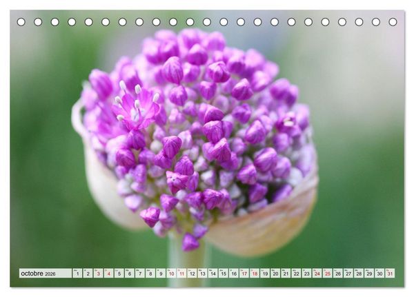 Produktbild: Plaisir des fleurs (Calendrier de bureau 2026 DIN A5 vertical), CALVENDO calendrier mensuel