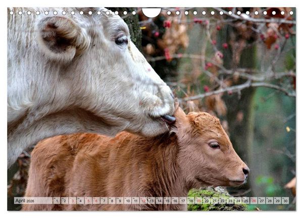 Produktbild: Gl&uuml;ckliche K&uuml;he auf saftigen Wiesen (Wandkalender 2026 DIN A4 quer), CALVENDO Monatskalender
