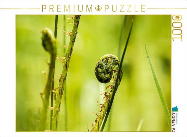 CALVENDO Puzzle Wurmfarn (Dryopteris filix-mas) | 1000 Teile Lege-Größe 64x48cm Foto-Puzzle für glückliche Stunden, Sonstige von , Calvendo Puzzle,
