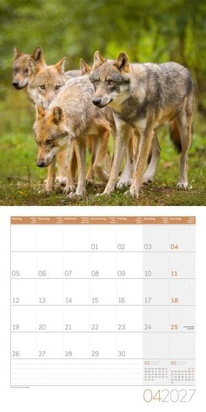 Produktbild: W&ouml;lfe Kalender 2027 - 30x30 - Art12