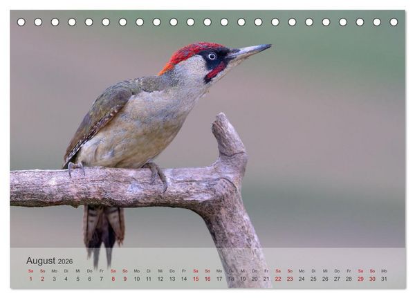 Produktbild: Fantastische Vogelwelt Slowenien (Tischkalender 2026 DIN A5 quer), CALVENDO Monatskalender