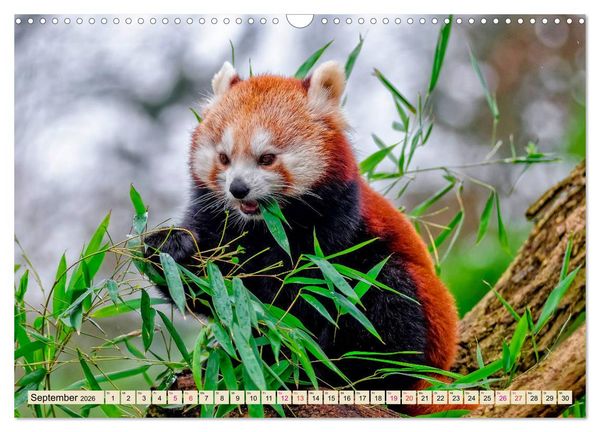 Produktbild: Kleiner Panda (Wandkalender 2026 DIN A3 quer), CALVENDO Monatskalender