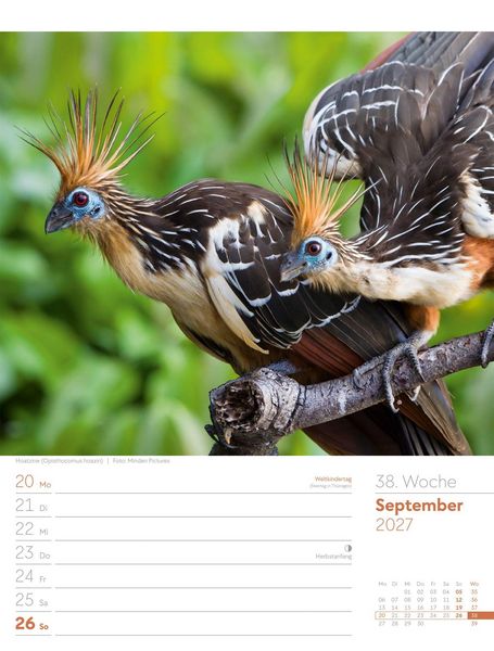 Produktbild: V&ouml;gel Wochenplaner Kalender 2027