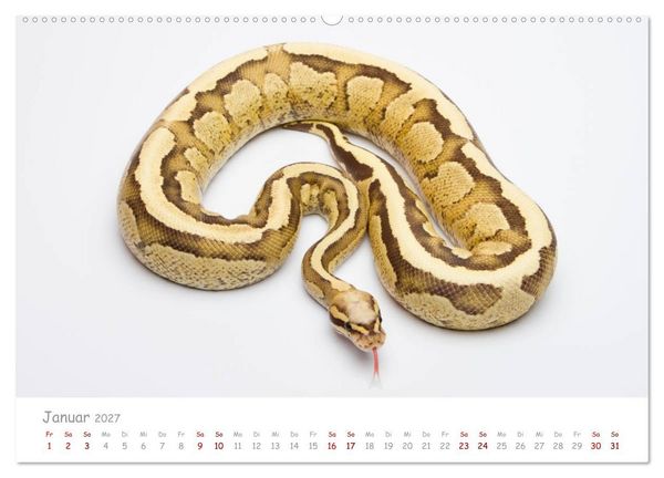 Produktbild: K&ouml;nigspythons - bunte Schlangen (Wandkalender 2027 DIN A2 quer), CALVENDO Monatskalender