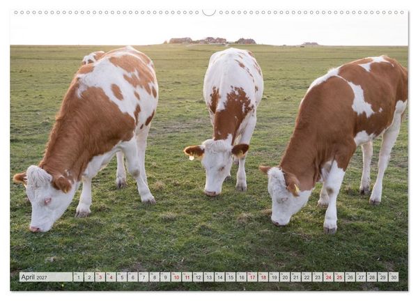 Produktbild: Wundersch&ouml;ne Hallig Hooge (Wandkalender 2027 DIN A2 quer), CALVENDO Monatskalender