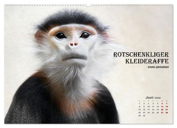 Produktbild: AFFENPORTR&Auml;TS (hochwertiger Premium Wandkalender 2026 DIN A2 quer), Kunstdruck in Hochglanz