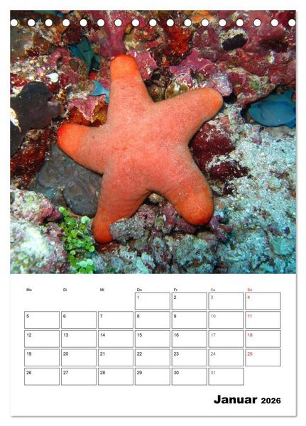 Produktbild: Zauberwelt. Fische, Korallen und Co. (Tischkalender 2026 DIN A5 hoch), CALVENDO Monatskalender