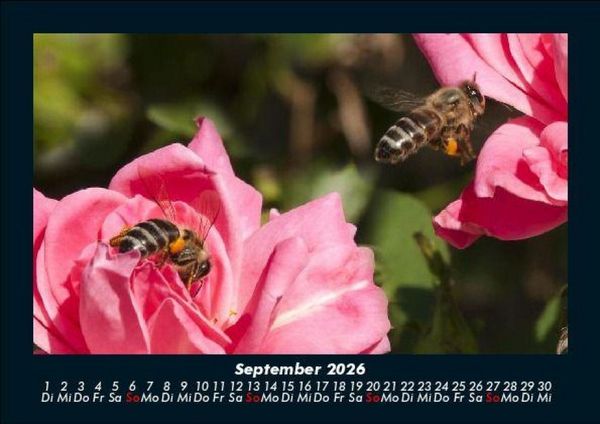 Produktbild: Rosen-Kalender 2026 Fotokalender DIN A5