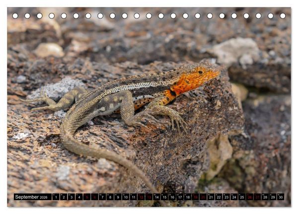 Produktbild: Naturparadies Galapagos - UNESCO Weltkulturerbe (Tischkalender 2026 DIN A5 quer), CALVENDO Monatskalender