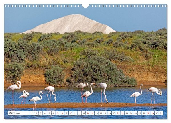 Produktbild: Die Sandalgarve - Der flache K&uuml;stenabschnitt im S&uuml;dosten Portugals (Wandkalender 2026 DIN A3 quer), CALVENDO Monatskalender