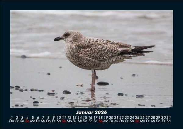Produktbild: Vogelparadies 2026 Fotokalender DIN A5