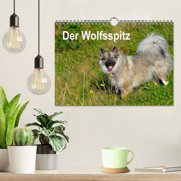 Produktbild: Der Wolfsspitz (Wandkalender 2026 DIN A4 quer), CALVENDO Monatskalender