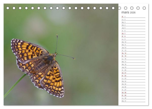 Produktbild: Dans le jardin des papillons (Calendrier de bureau 2026 DIN A5 vertical), CALVENDO calendrier mensuel